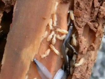 双辽白蚁防治公司分享新房装修白蚁预防，从源头杜绝虫害入侵